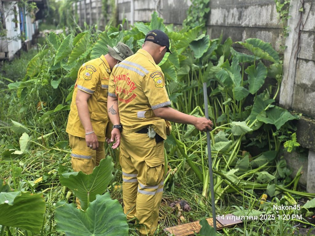 newborn monitor lizard