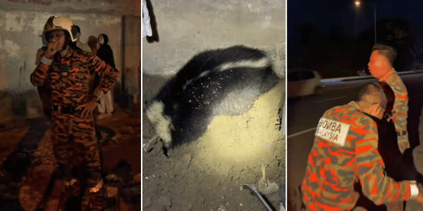 Firefighters brave smelly rescue mission to remove skunk