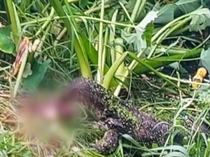 newborn monitor lizard