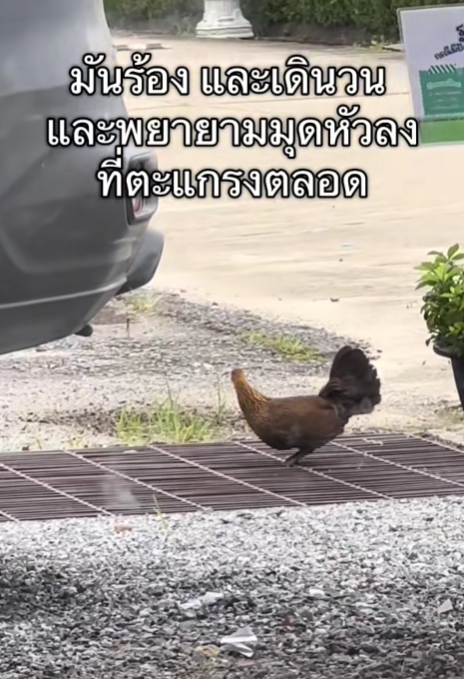 men drain cover chicks