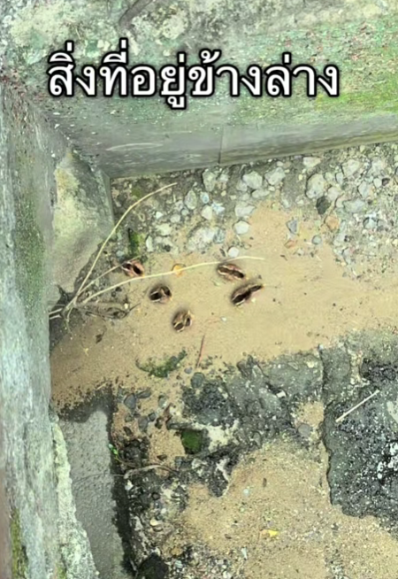 men drain cover chicks