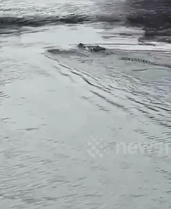 boy crocodile indonesia