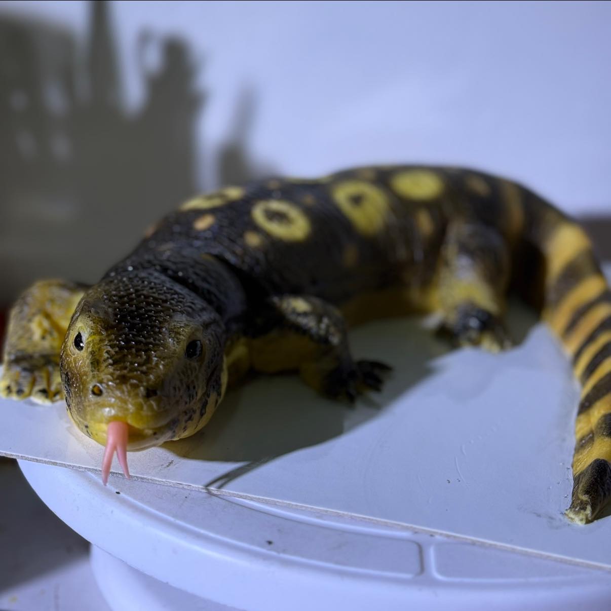 Café monitor lizard cake reptile