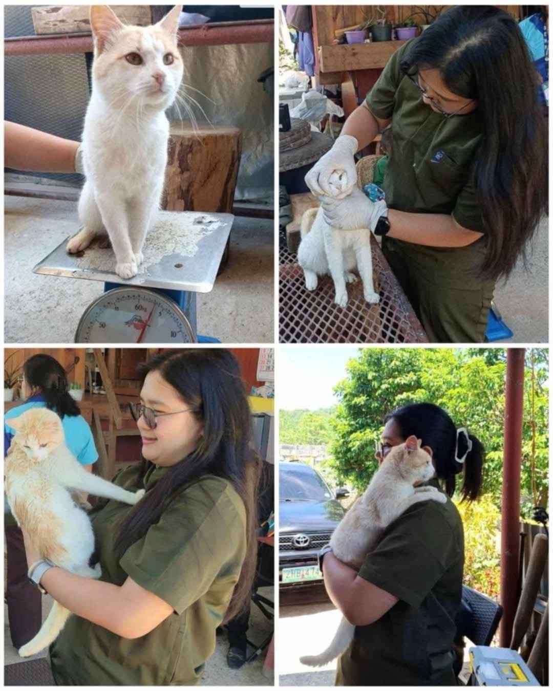 cat mountain philippines rescue