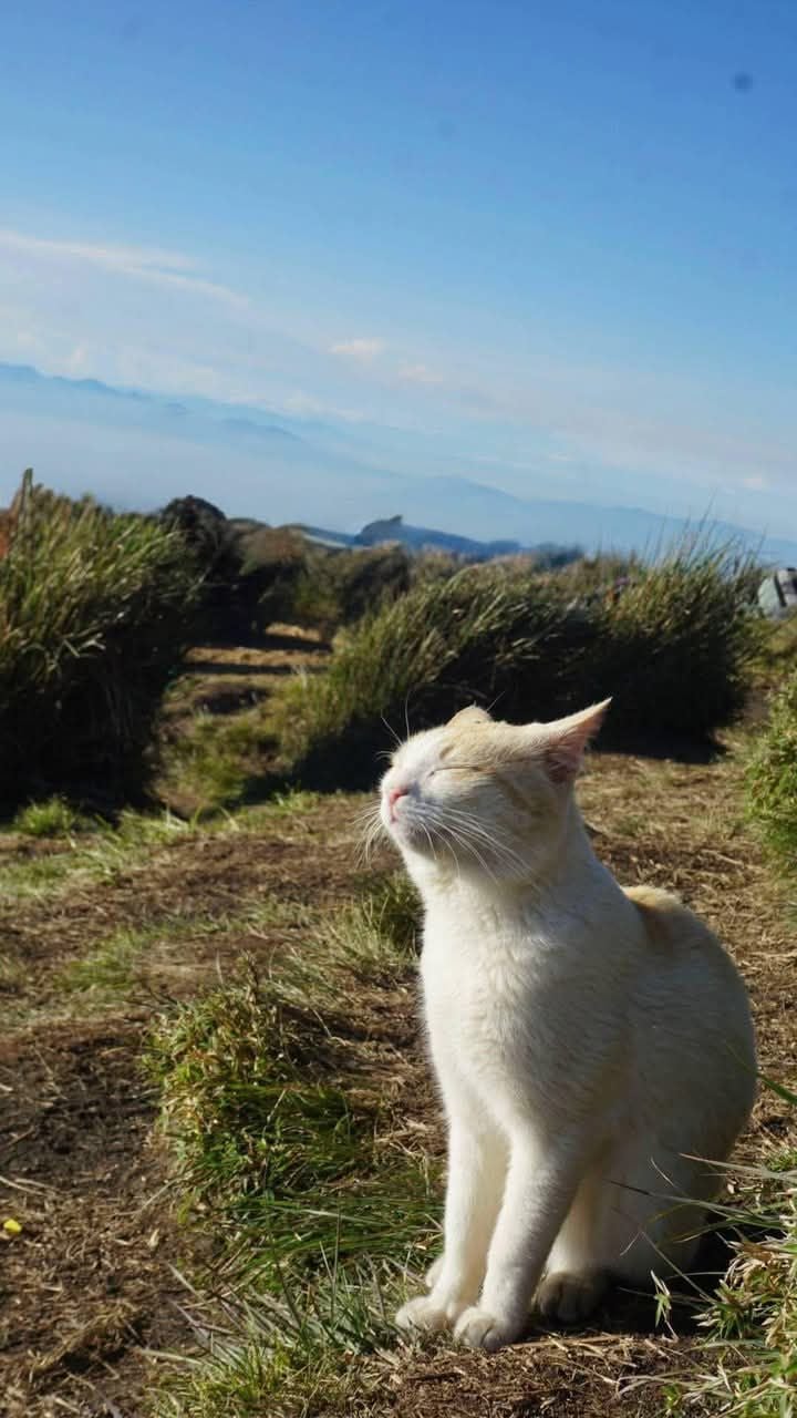cat mountain philippines pulag