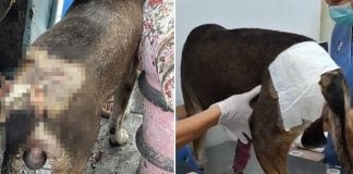 dog stabbed car's wheel