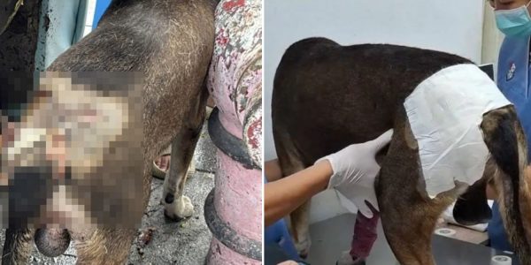 dog stabbed car's wheel