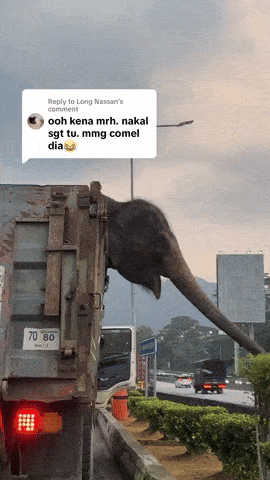 elephant plants truck