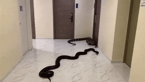 resident snakes corridor