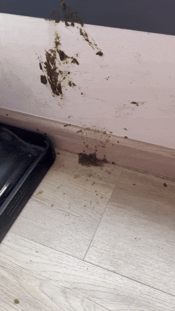 hornbill flies into home