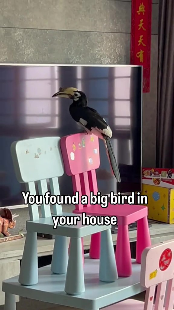 hornbill flies into home
