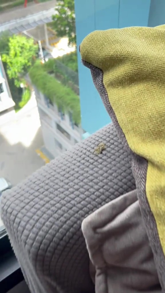 hornbill flies into home