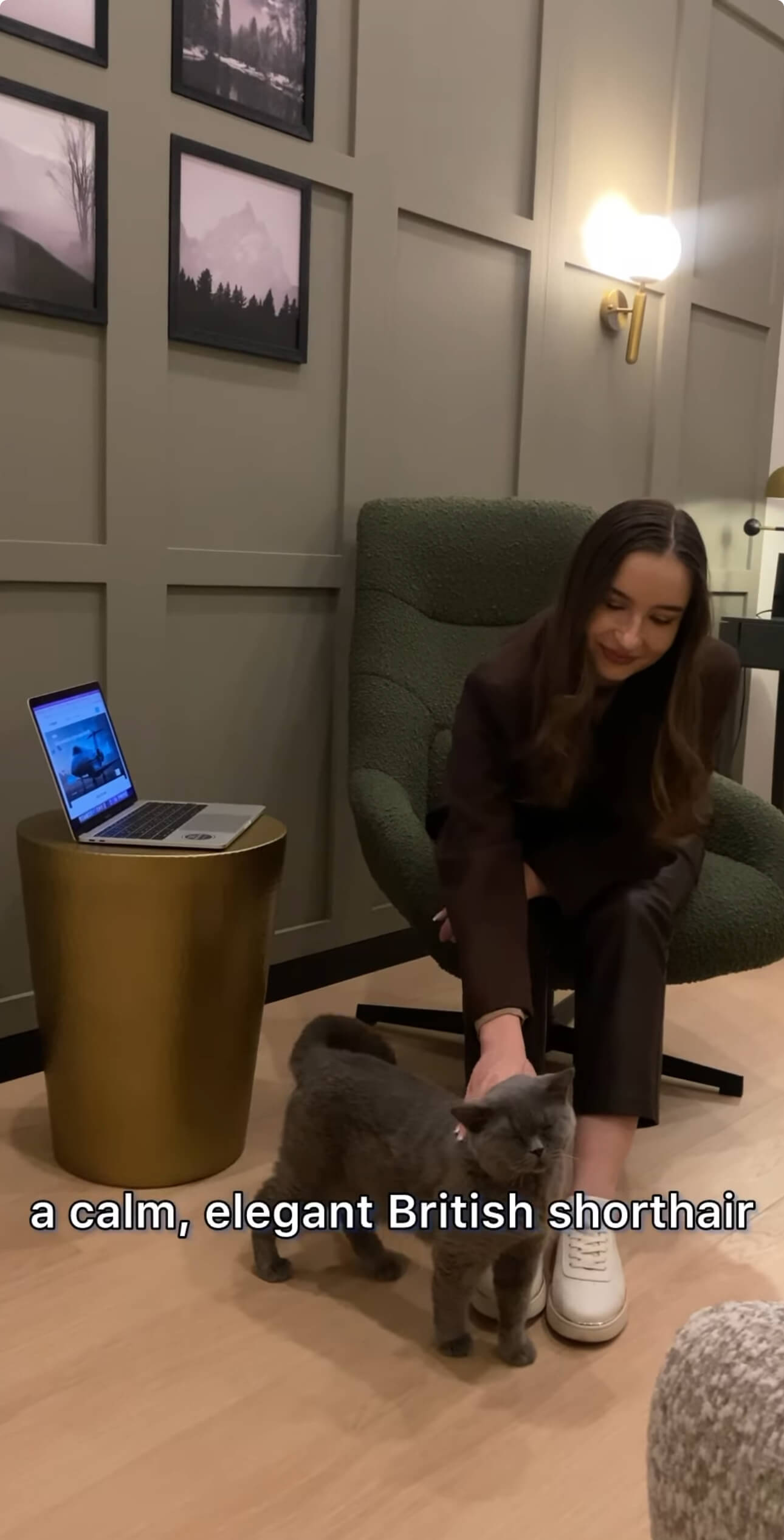 personal assistant cat