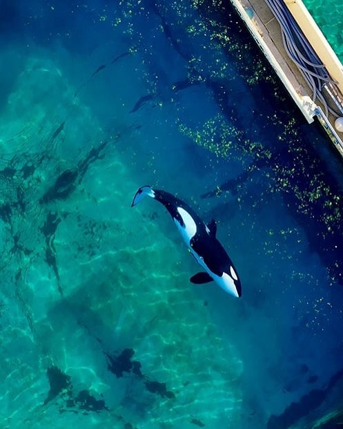 killer whales abandoned france orcas