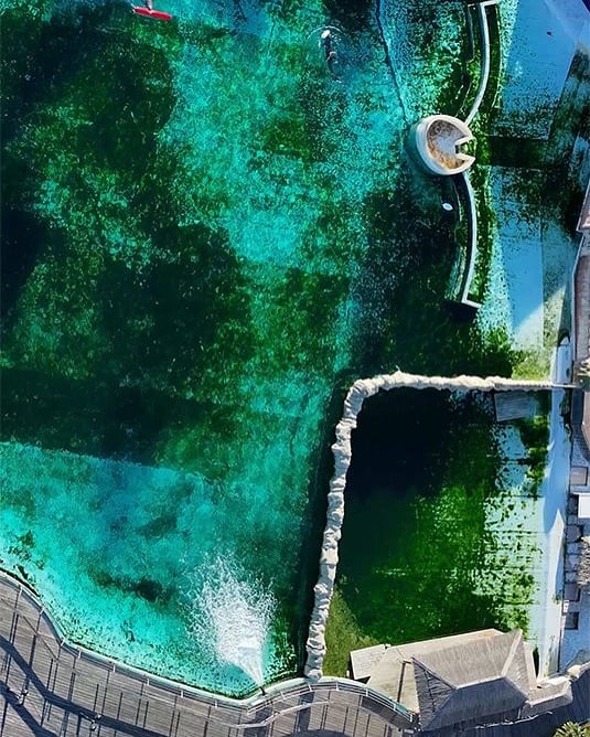 killer whales abandoned france algae