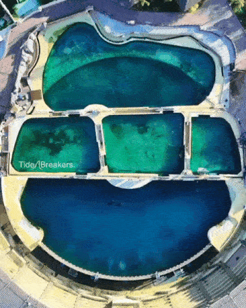 killer whales abandoned france drone