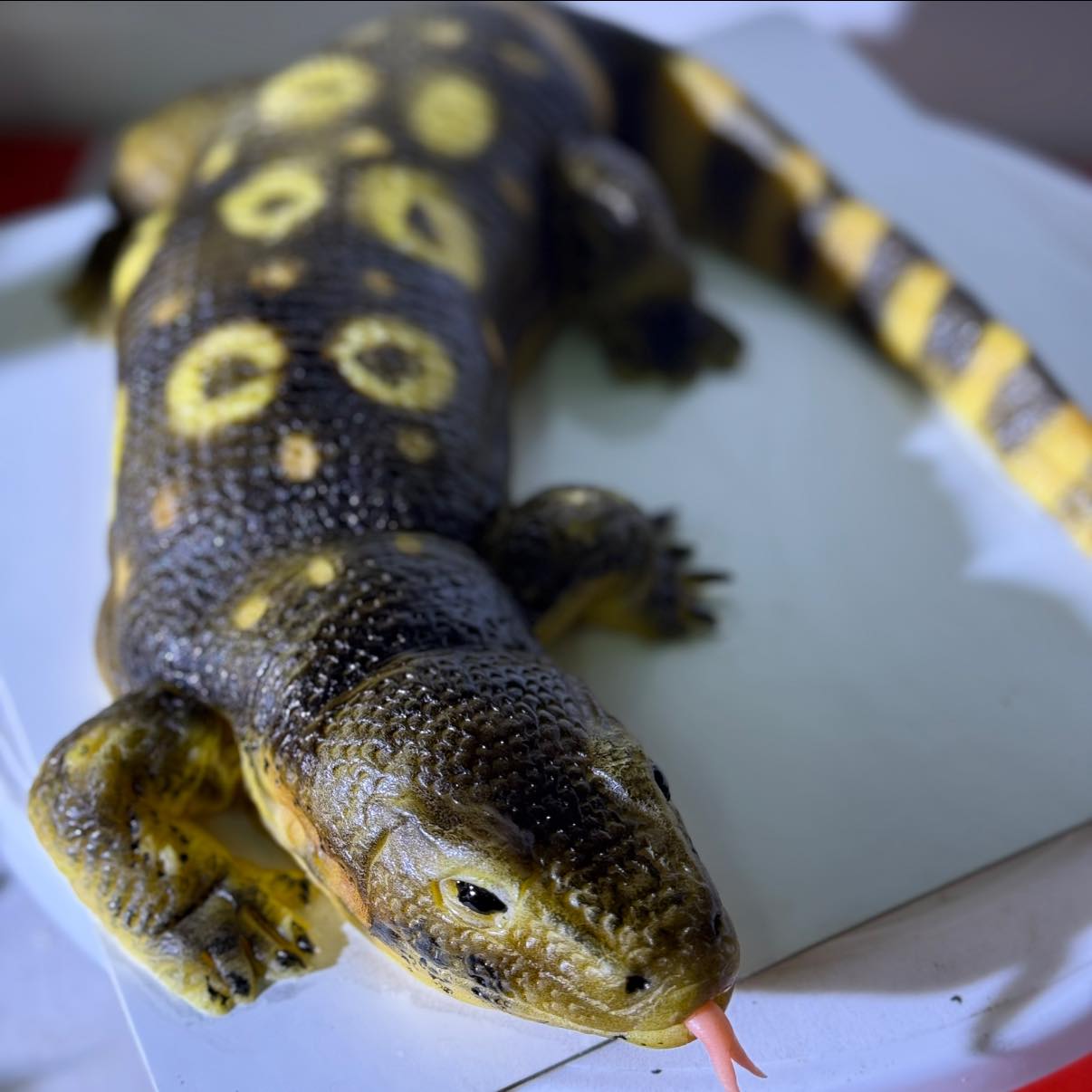 monitor lizard cake 1