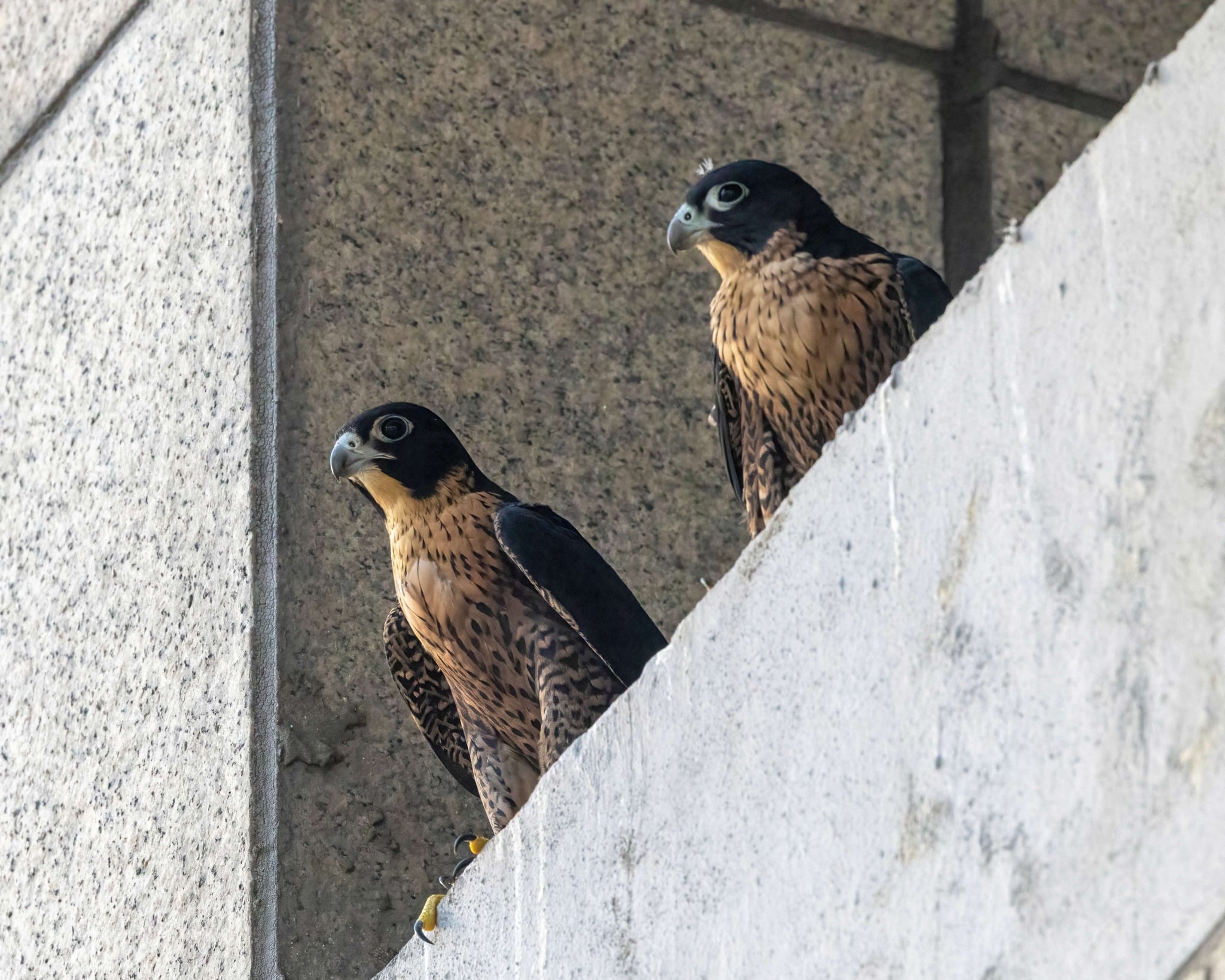 peregrine falcon nparks