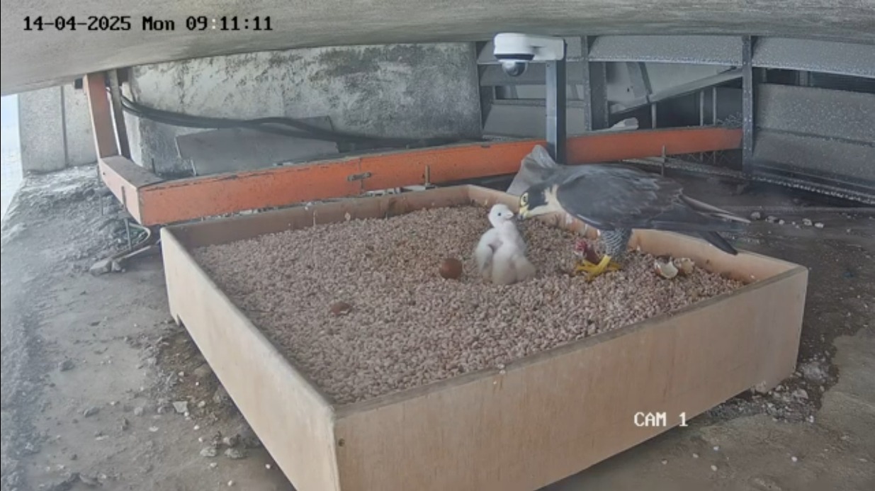 peregrine falcon nparks