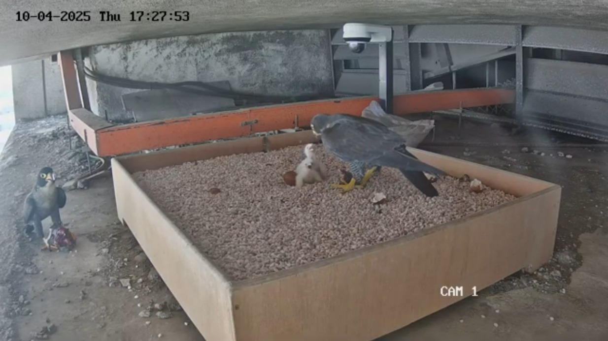 peregrine falcon nparks