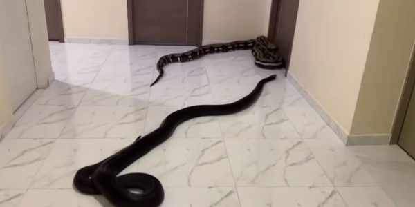 resident snakes corridor