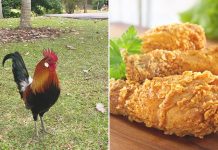 stray chickens