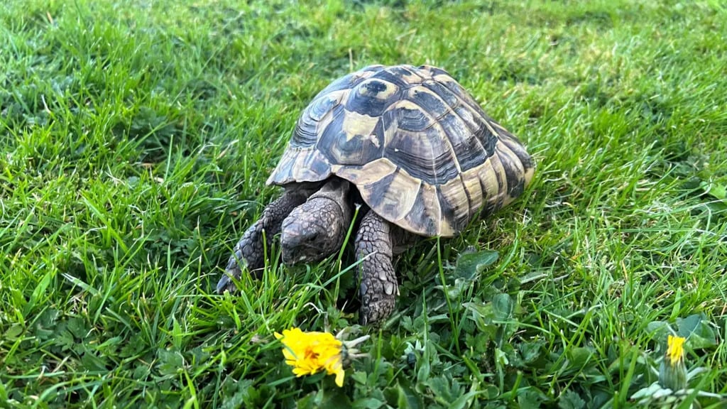 runaway tortoise UK