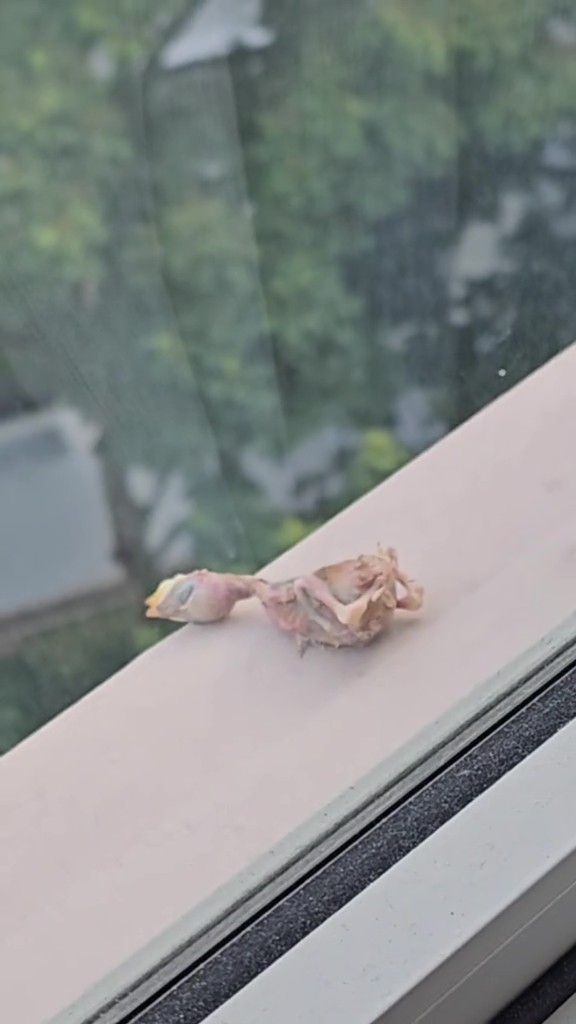 dead chick window ledge