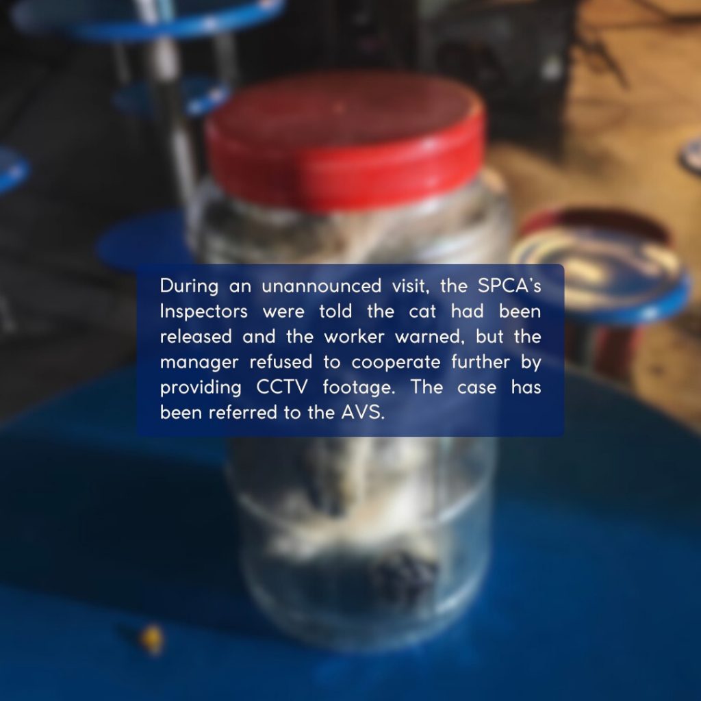 Kitten gets stuffed in container & rolled around in Tuas canteen, stern ...