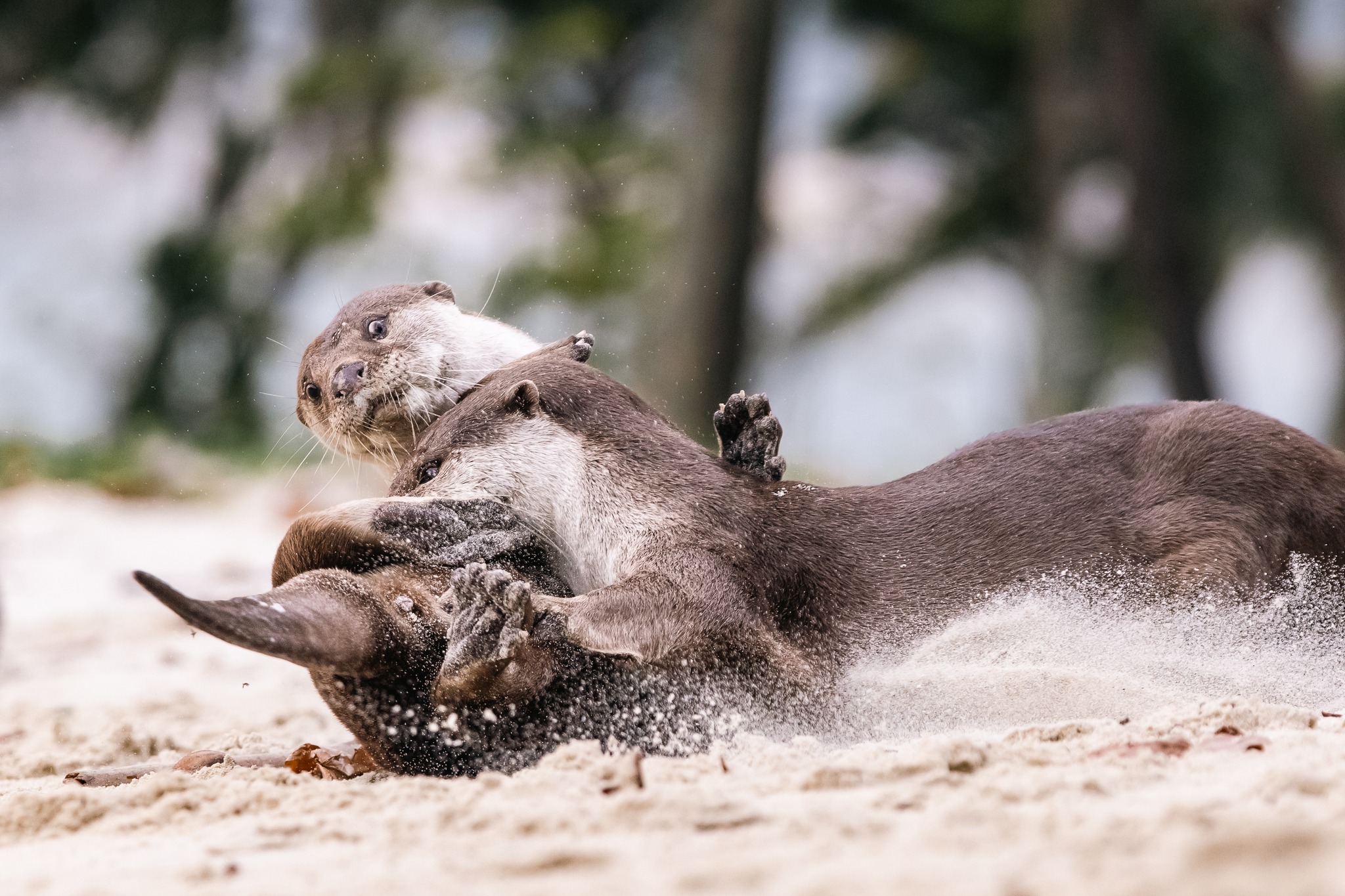 otter family beach