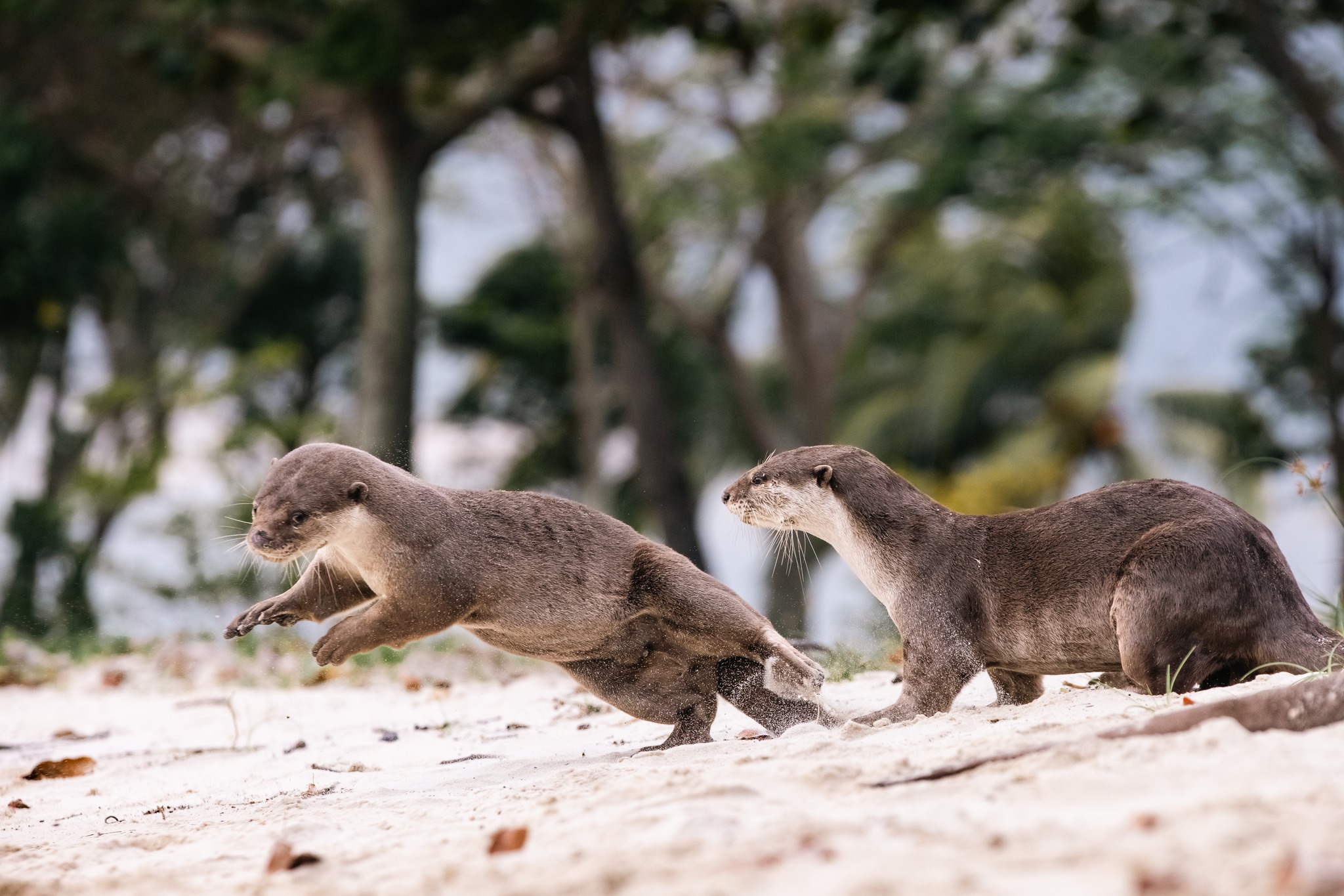 otter family beach