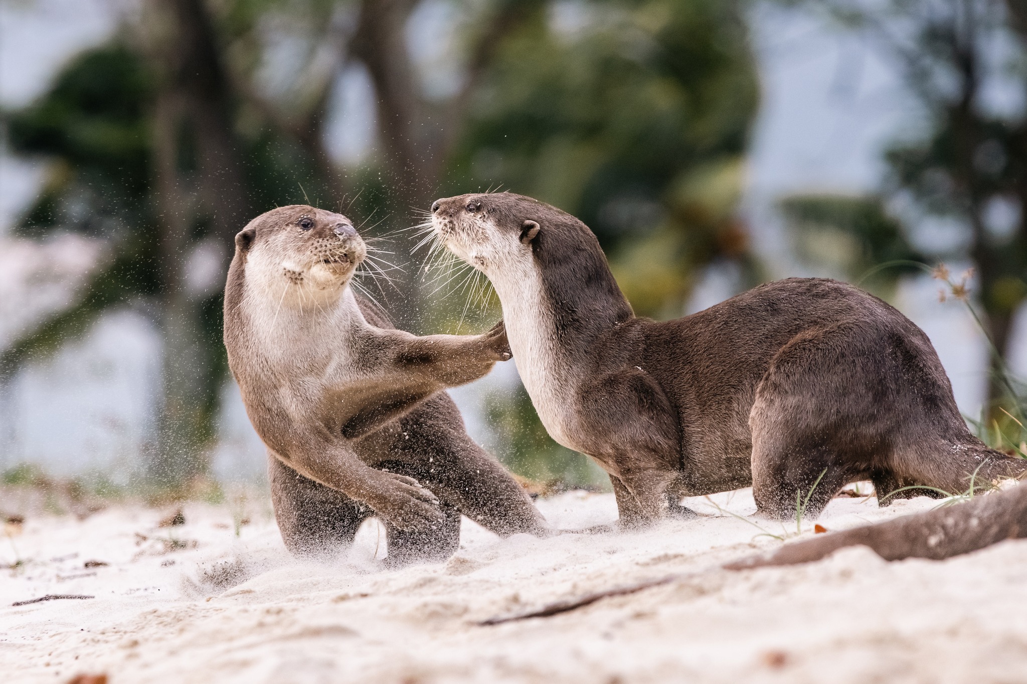 otter family beach