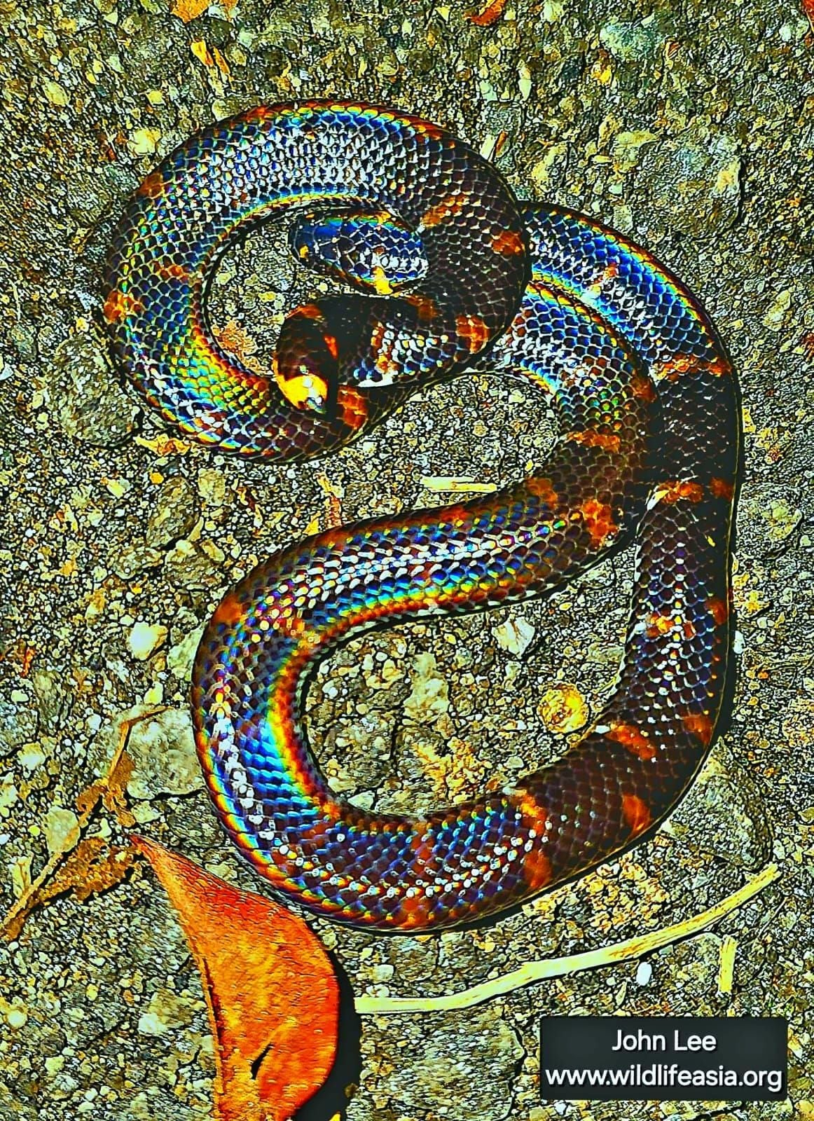 red-tailed pipe snake