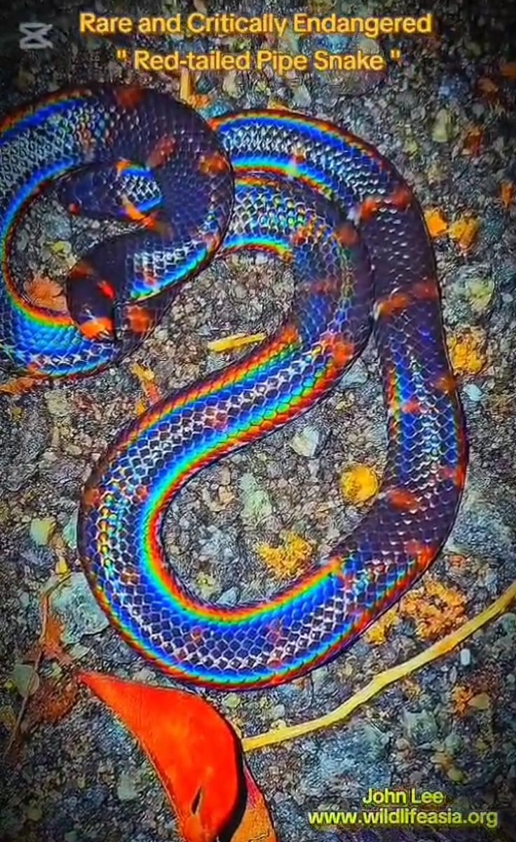 red-tailed pipe snake