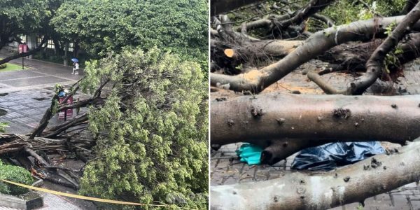 student taiwan crushed tree