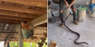 woman ceiling beam snake