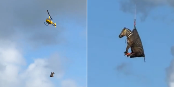 zebra escapes ranch us