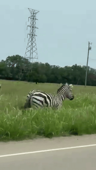 zebra escapes ranch
