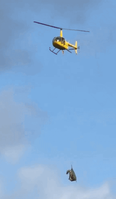 zebra escapes us ranch (1)