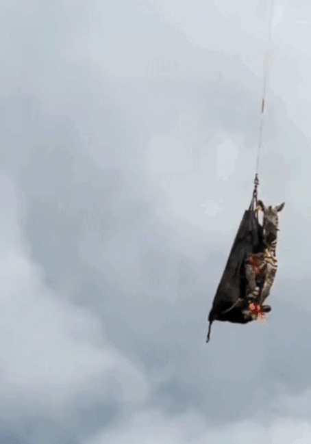 zebra escapes us ranch (2)