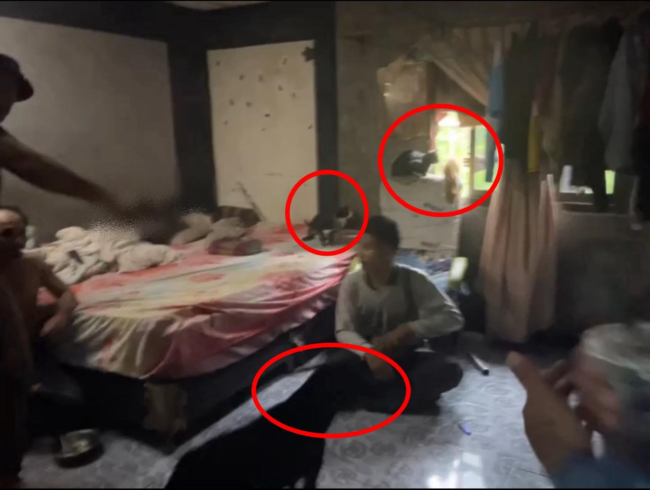 meth stray cats dogs