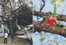 Dragon fruit tree