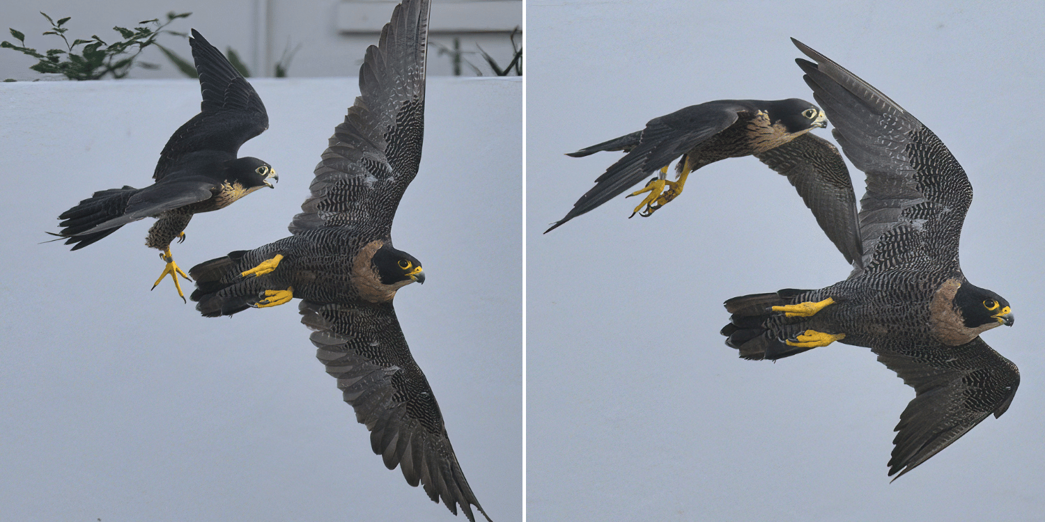 Peregrine falcon spotted training its young