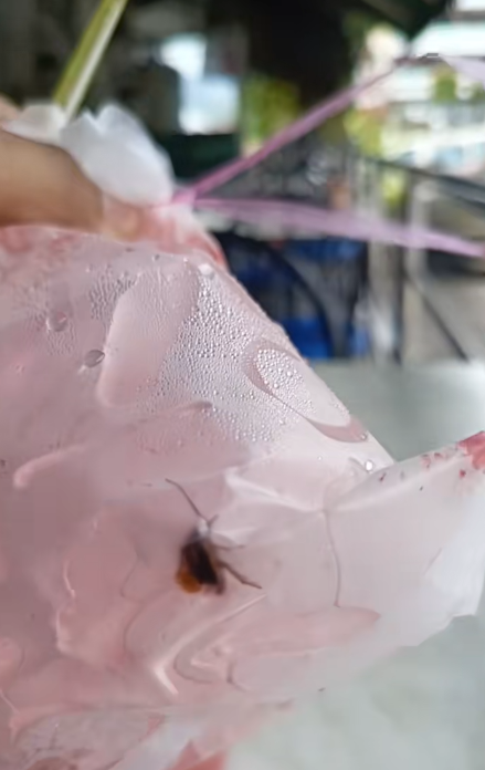 cockroach watermelon juice