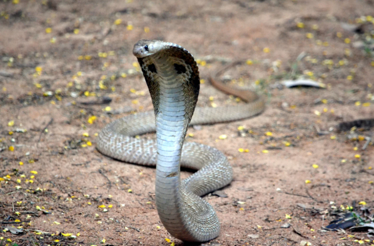 toddler cobra india