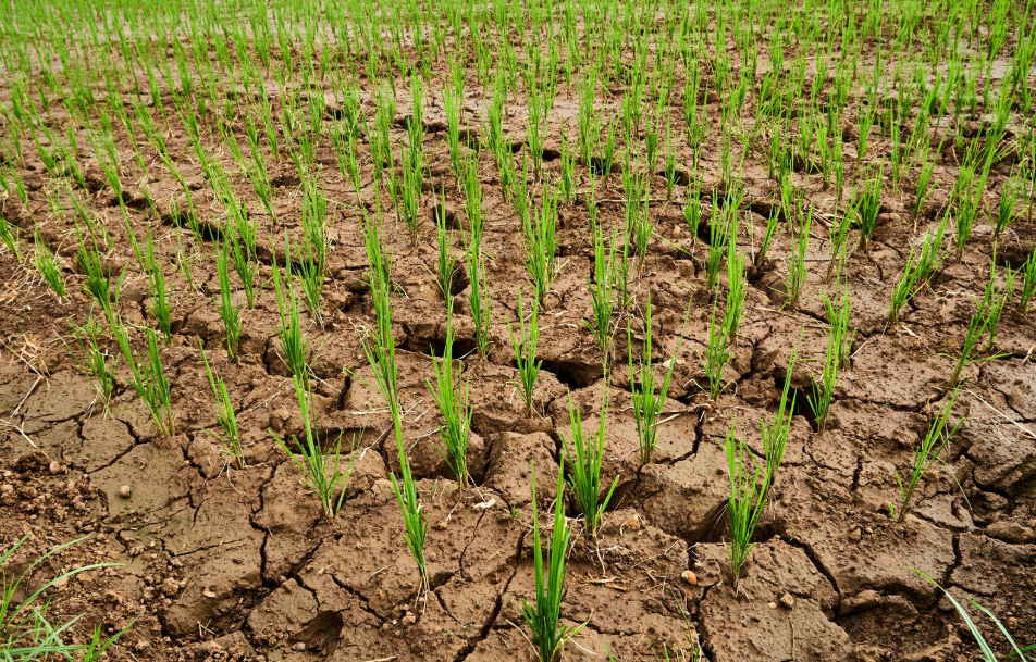 ai frying planet (2)