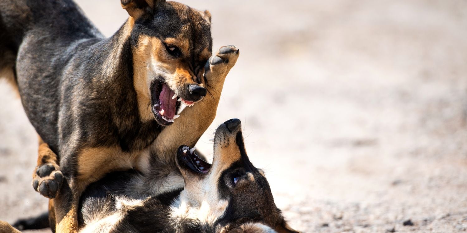 boy wild dogs attack