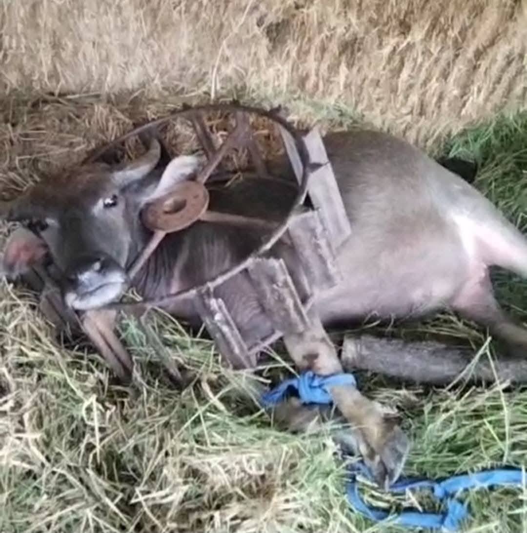 buffalo head stuck wheel trapped