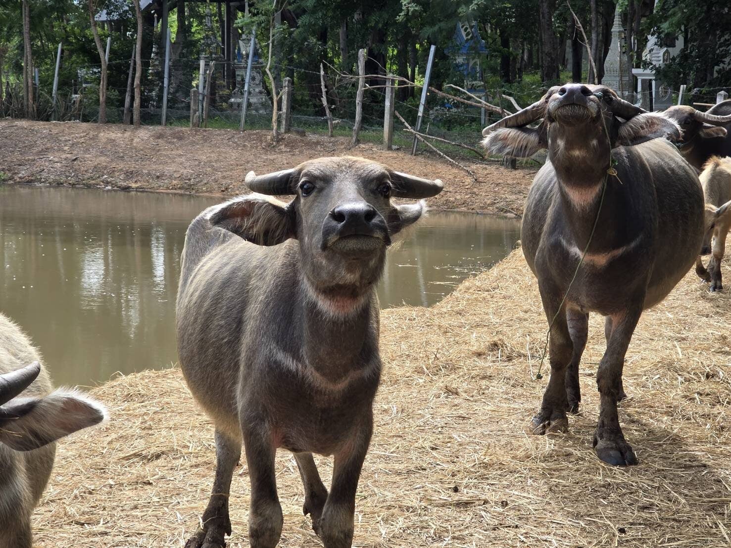 buffalo head stuck wheel family