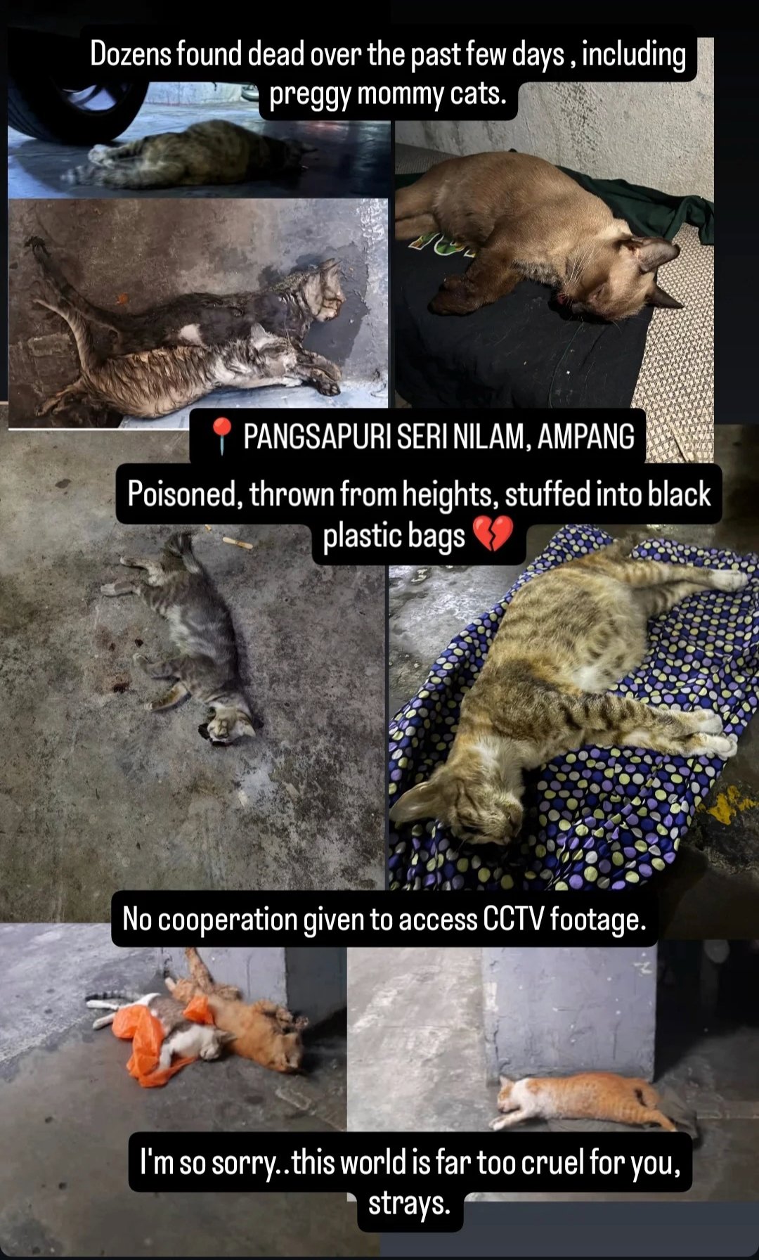 cats dead apartment (1)